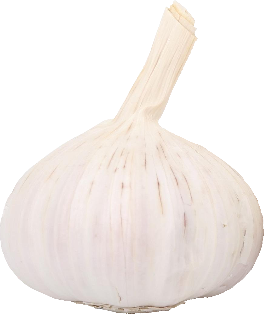 A head of garlic