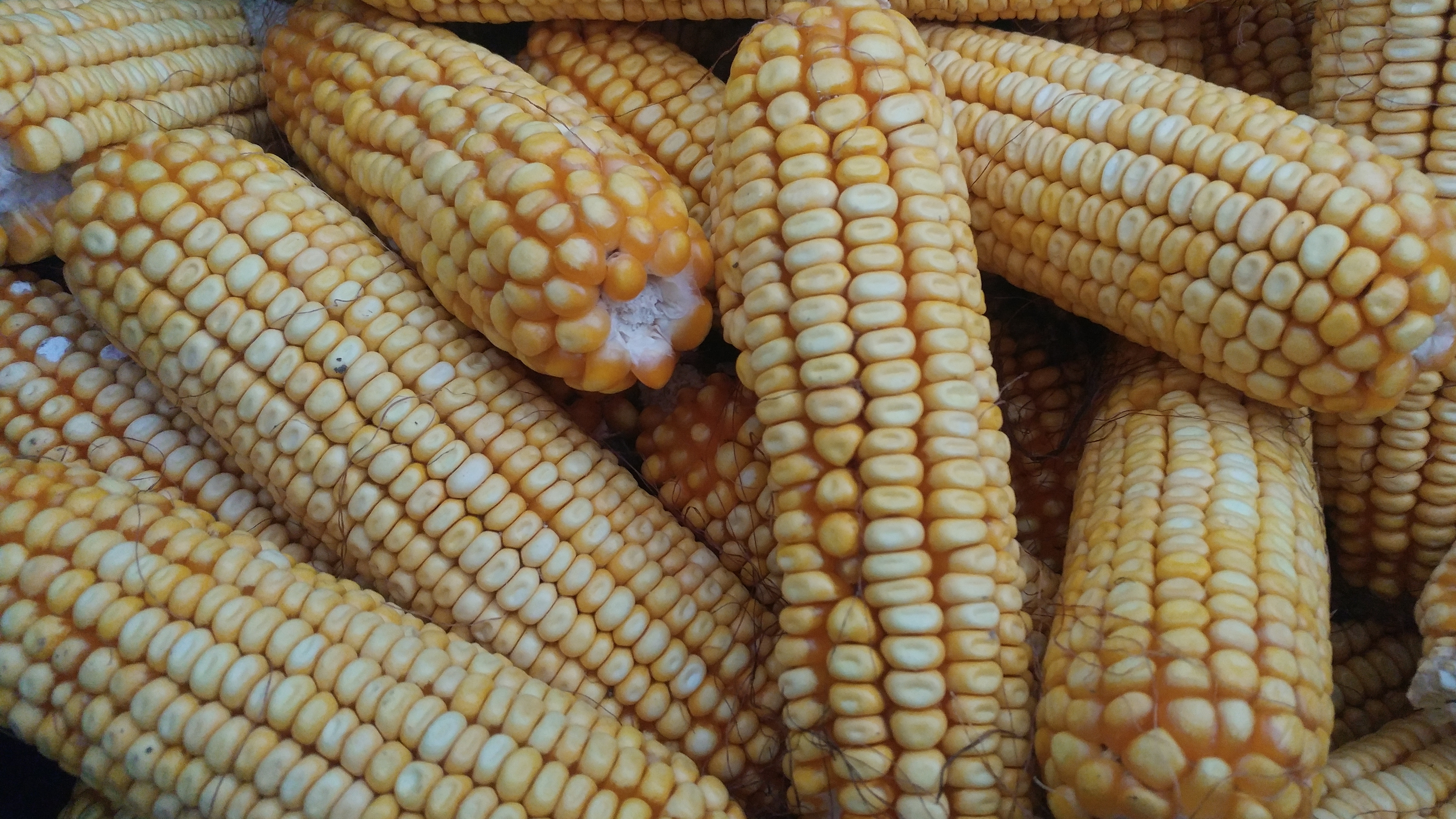 Corn