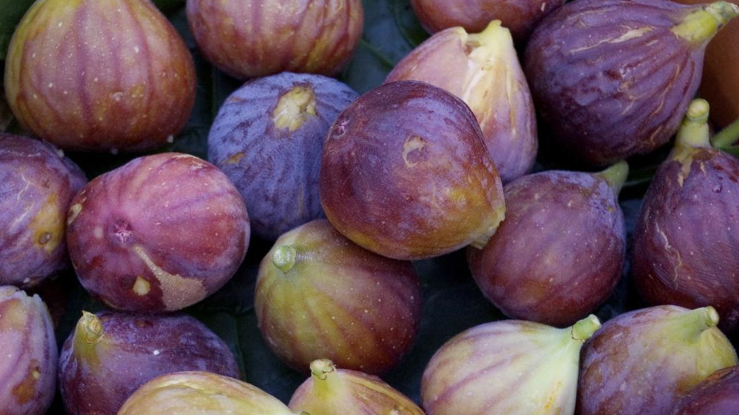 Fig